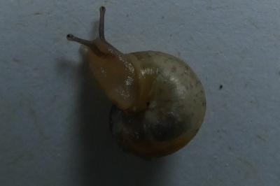 <i>Monacha cartusiana</i>