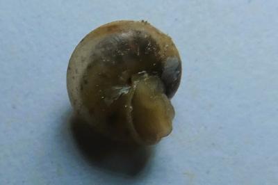 <i>Monacha cartusiana</i>