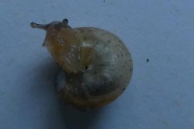 <i>Monacha cartusiana</i>