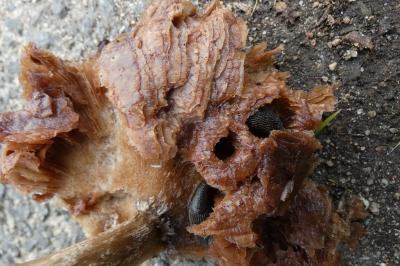 <i>Arion hortensis</i>