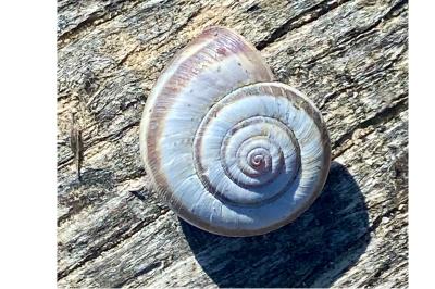 <i>Helicella itala</i>