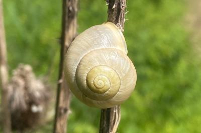 <i>Cepaea hortensis</i>