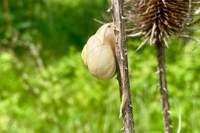 <i>Cepaea hortensis</i>