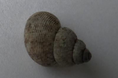 <i>Pomatias elegans</i>