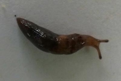 <i>Deroceras invadens</i>