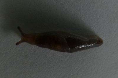 <i>Deroceras invadens</i>