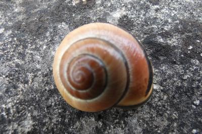 <i>Cepaea nemoralis</i>
