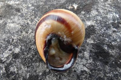 <i>Cepaea nemoralis</i>