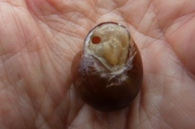 <i>Cepaea nemoralis</i>
