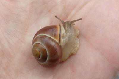 <i>Cepaea nemoralis</i>