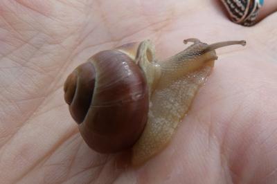 <i>Cepaea nemoralis</i>