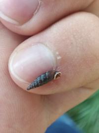 <i>Clausilia bidentata</i>