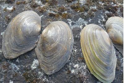 <i>Anodonta cygnea</i>