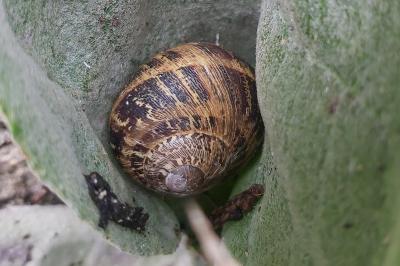 <i>Cornu aspersum</i>
