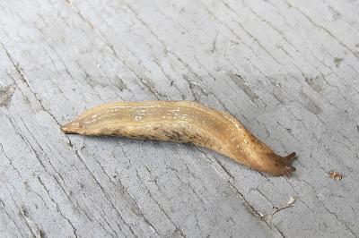 <i>Deroceras reticulatum</i>