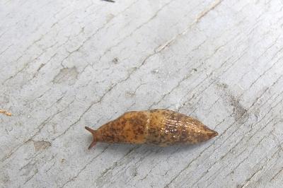 <i>Deroceras reticulatum</i>