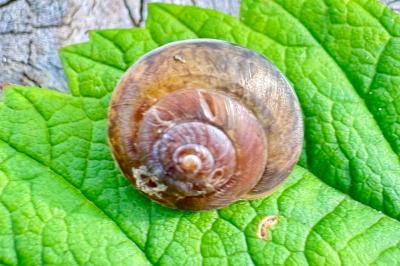 <i>Hygromia cinctella</i>
