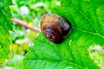 <i>Hygromia cinctella</i>