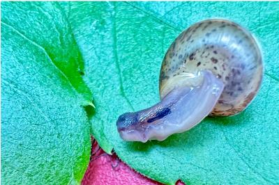 <i>Hygromia cinctella</i>