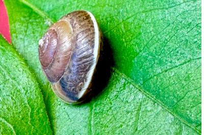 <i>Hygromia cinctella</i>