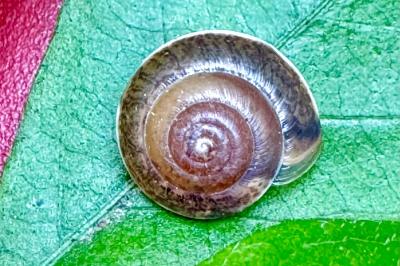 <i>Hygromia cinctella</i>