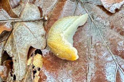 <i>Arion subfuscus</i>