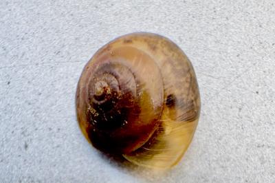 <i>Hygromia cinctella</i>
