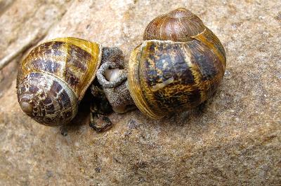 <i>Cornu aspersum</i>