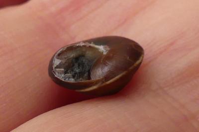 <i>Hygromia limbata</i>
