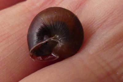 <i>Hygromia limbata</i>