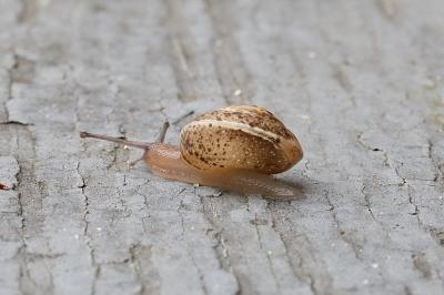 <i>Hygromia cinctella</i>