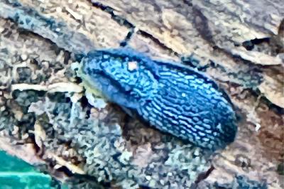 <i>Arion hortensis</i>