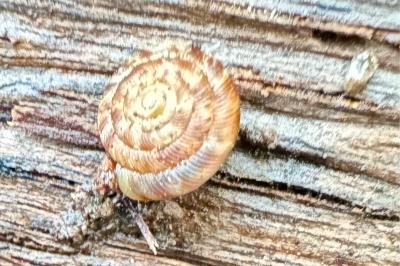 <i>Gonyodiscus rotundatus</i>