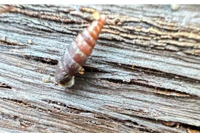 <i>Clausilia bidentata</i>
