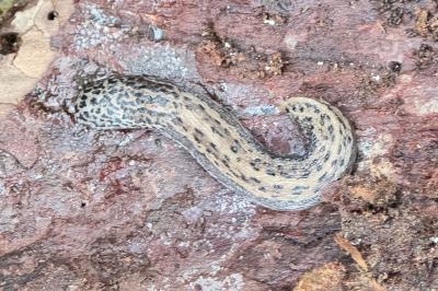 <i>Limax maximus</i>