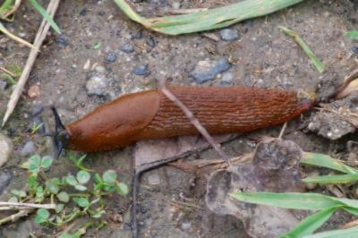 <i>Arion rufus/vulgaris</i>