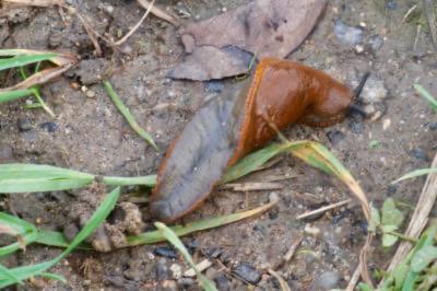 <i>Arion rufus/vulgaris</i>