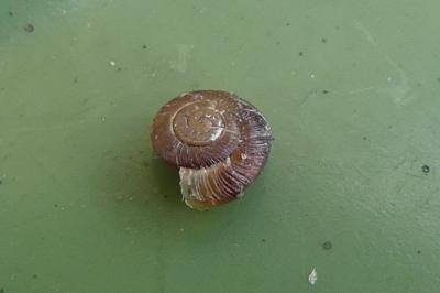 <i>Xeroplexa intersecta</i>
