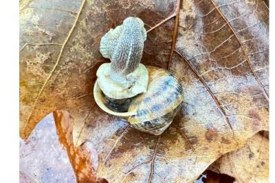 <i>Cornu aspersum</i>