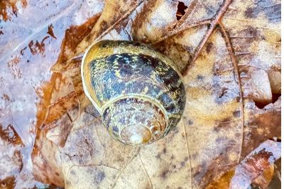 <i>Cornu aspersum</i>