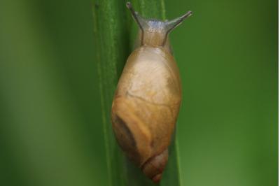 <i>Succinea putris</i>
