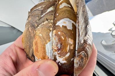 <i>Anodonta cygnea</i>