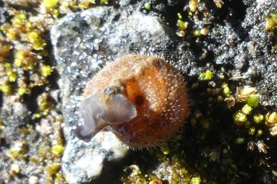 <i>Trochulus hispidus</i>
