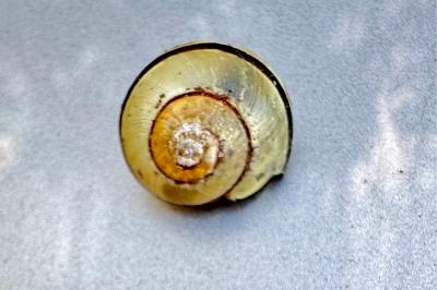<i>Cepaea</i>