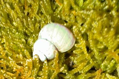 <i>Pomatias elegans</i>
