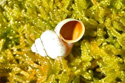 <i>Pomatias elegans</i>