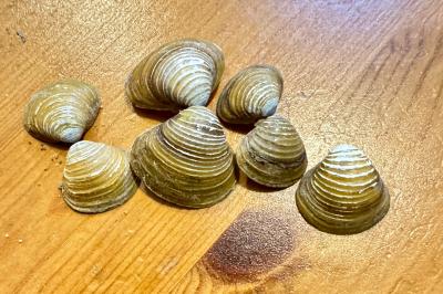 <i>Corbicula</i>