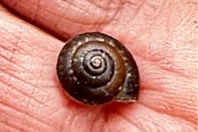 <i>Hygromia cinctella</i>