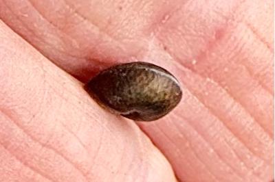<i>Hygromia cinctella</i>
