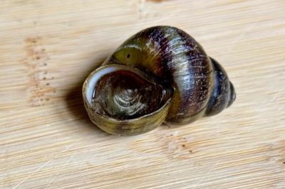 <i>Viviparus viviparus</i>